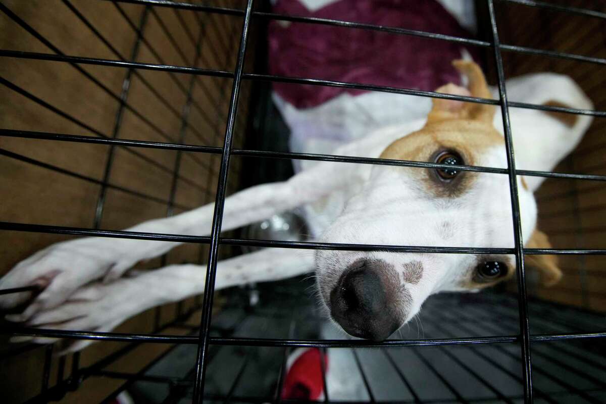 Story photo for Petco Love to find homes for 1,000 animals at mega adoption event