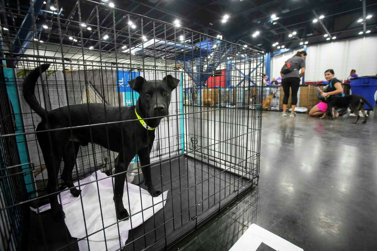 People browse through the dogs up for adoption during a mega pet adoption event at George R. Brown Convention Center Saturday, Sept. 3, 2022 in Houston. More than 1,000 rescue cats, kittens, puppies and dogs from at least 14 shelters and rescue organizations brought animals to the event, seeking new homes for the animals. Adoption fees are $35 and include vaccinations, microchipping, and spay or neuter services. The event will run through Sunday.