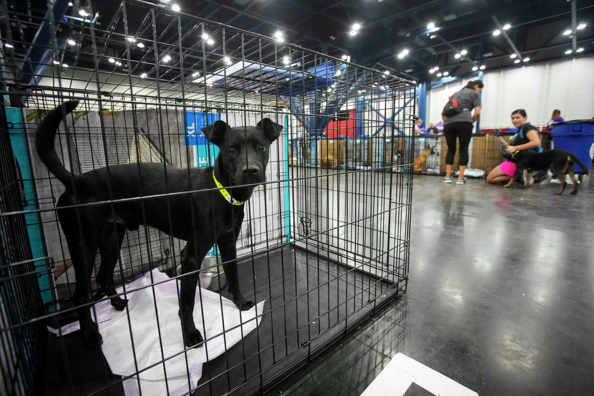 Harris County Pets slashes fees for mega adoption this weekend