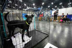 Galveston Island Humane Society surpasses critical capacity
