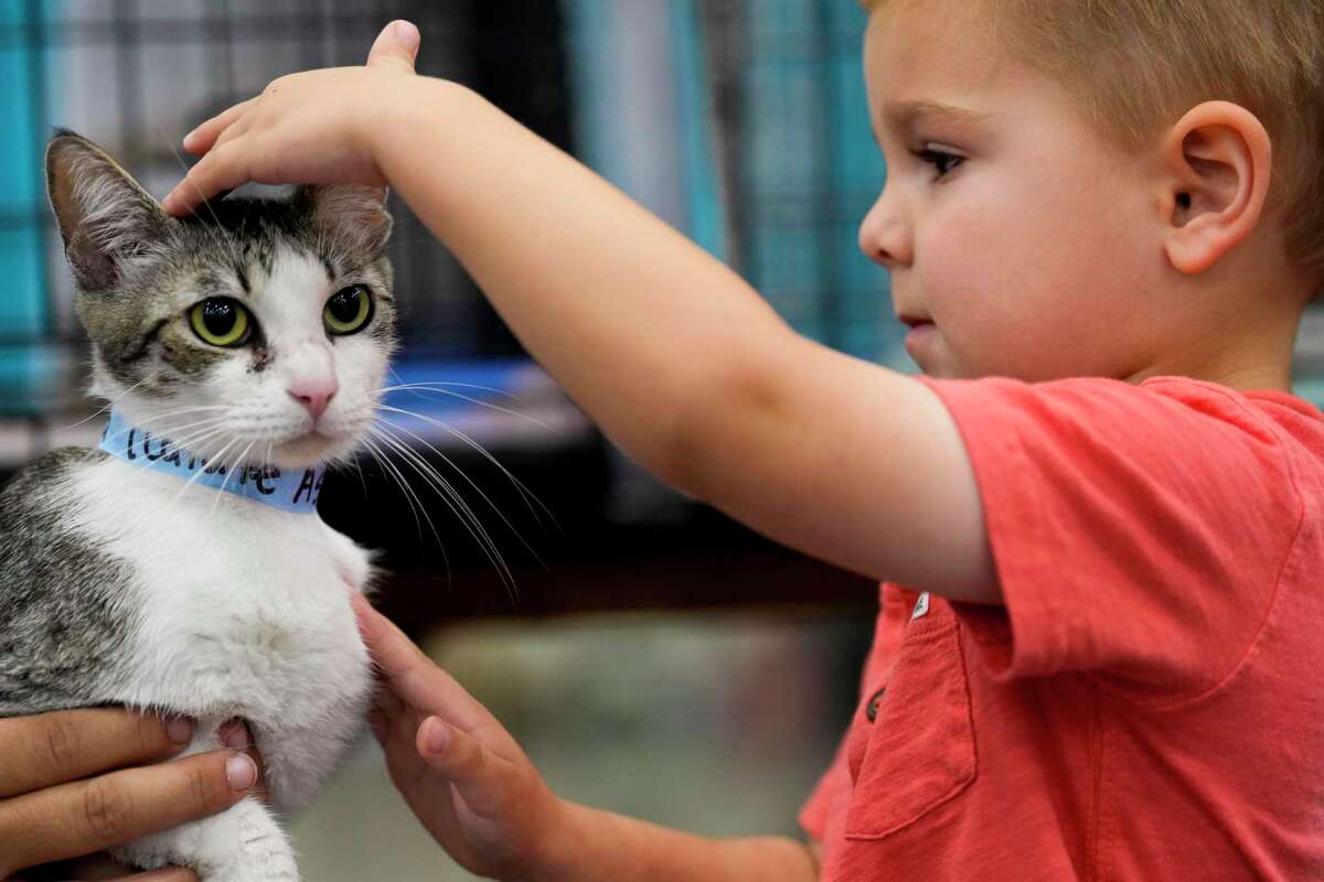 Hays Harden pets a cat up for adoption during a mega pet adoption event at George R. Brown Convention Center Saturday, Sept. 3, 2022 in Houston. More than 1,000 rescue cats, kittens, puppies and dogs from at least 14 shelters and rescue organizations brought animals to the event, seeking new homes for the animals. Adoption fees are $35 and include vaccinations, microchipping, and spay or neuter services. The event will run through Sunday.