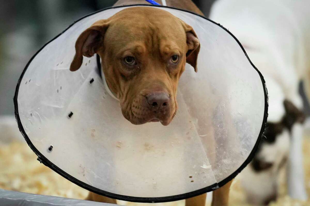 A dog wears a cone while waiting adoption during a mega pet adoption event at George R. Brown Convention Center Saturday, Sept. 3, 2022 in Houston. More than 1,000 rescue cats, kittens, puppies and dogs from at least 14 shelters and rescue organizations brought animals to the event, seeking new homes for the animals. Adoption fees are $35 and include vaccinations, microchipping, and spay or neuter services. The event will run through Sunday.