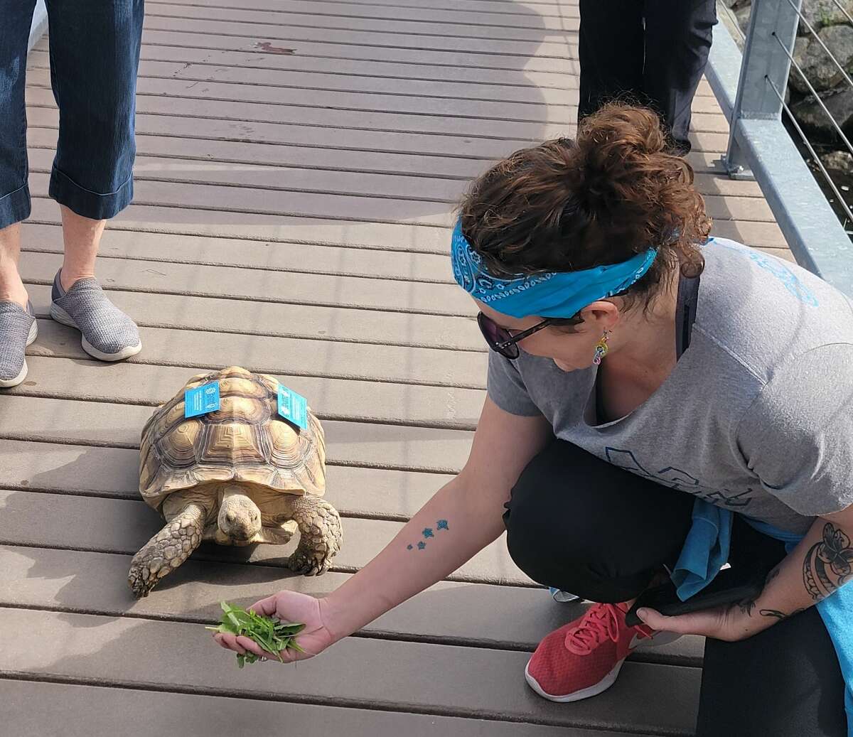 Kimme Wenkle, from Cognition Science and Discovery Center, tries to convince Dandy the tortoise to cross the bridge over Cold Creek.