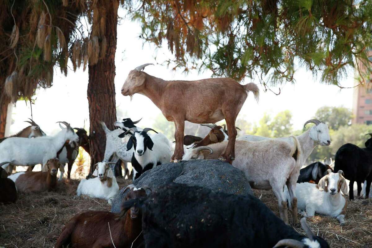 A goat stays out of the sun with other goats as it stands on a rock in the shade of a tree in a field along Waterworld Parkway on Friday in Concord.