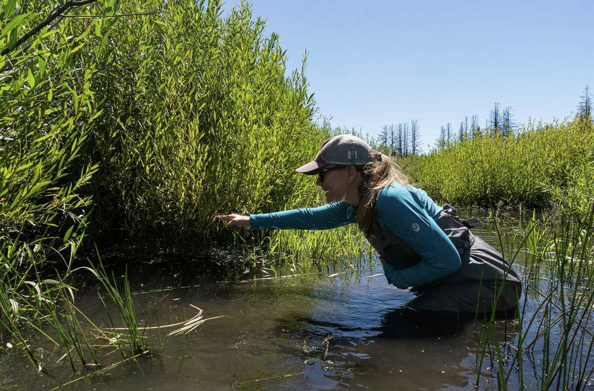 为什么加州的海狸可以帮助该州应对气候变化?环境科学家艾米丽·费尔法克斯指出，在奇尔库特(普卢玛斯县)附近的法国湖以北的迪克西大火造成的景观附近，柳树上留下了最近海狸活动的痕迹。