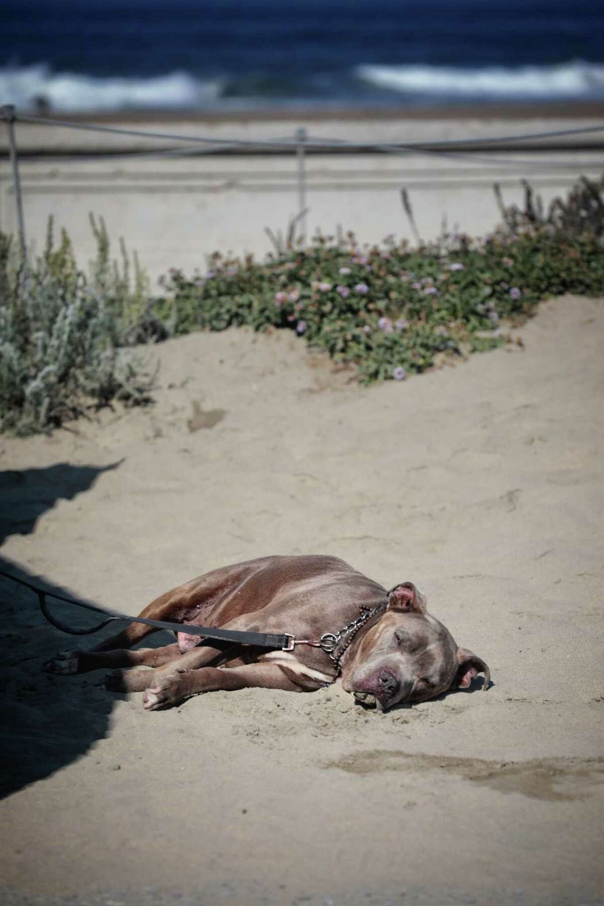 Sky sleeps in the sand under a hot mid morning sun at Ocean Beach on Tuesday, September, 6, 2022 in San Francisco, Calif.