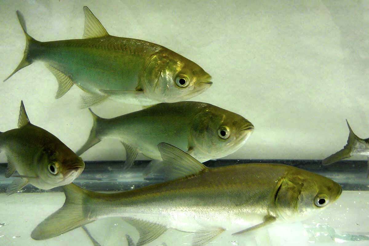 Silver carp produce more offspring than other carp species.