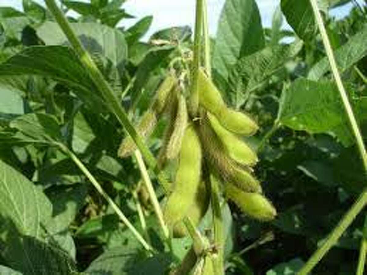 Illinois corn, soybean crops behind schedule