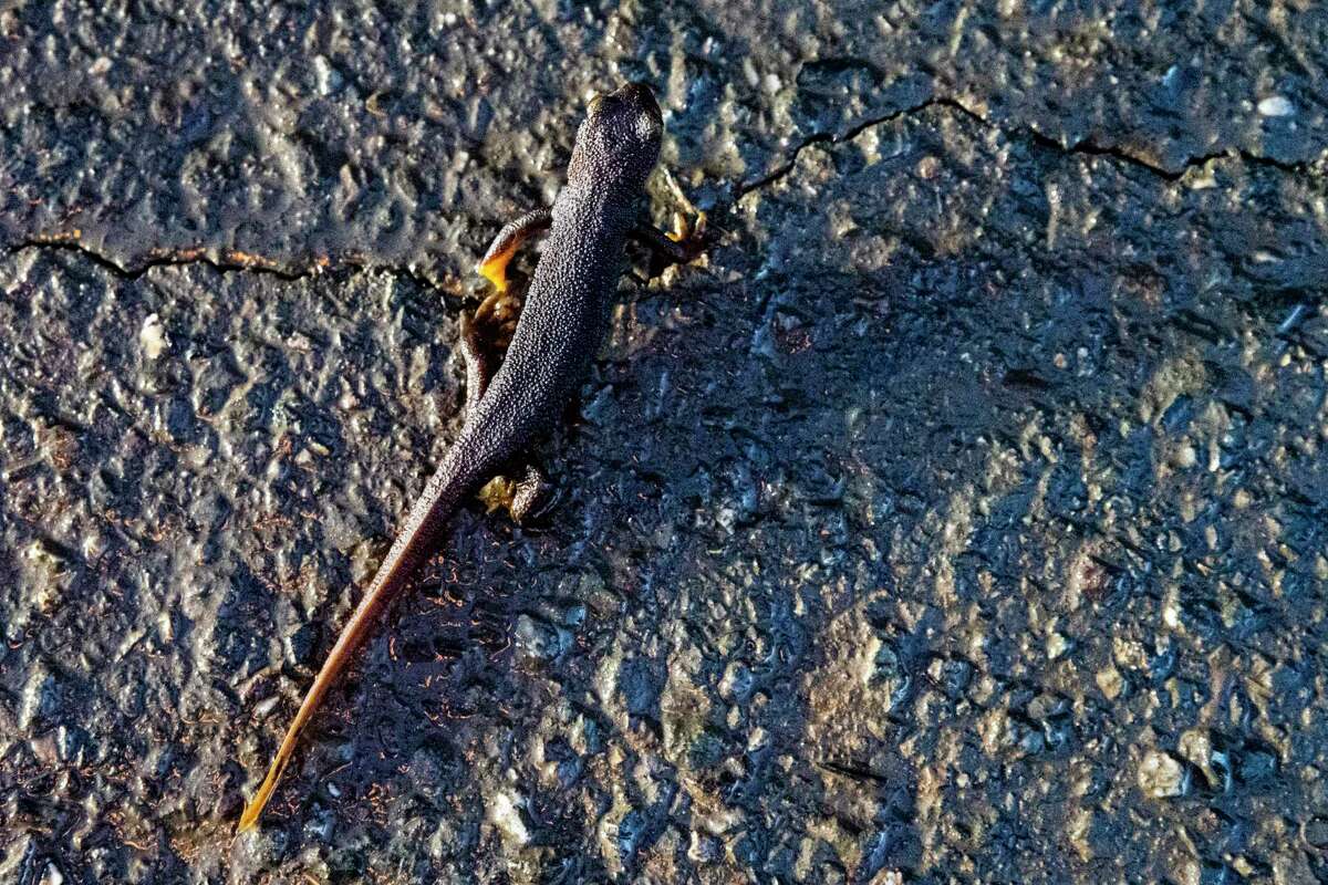 A newt along Chileno Valley Road at Laguna Lake in Marin County. During heat waves, smaller animals that can’t regulate their temperature and are more reliant on water, such as fish, amphibians and birds, are the most vulnerable.