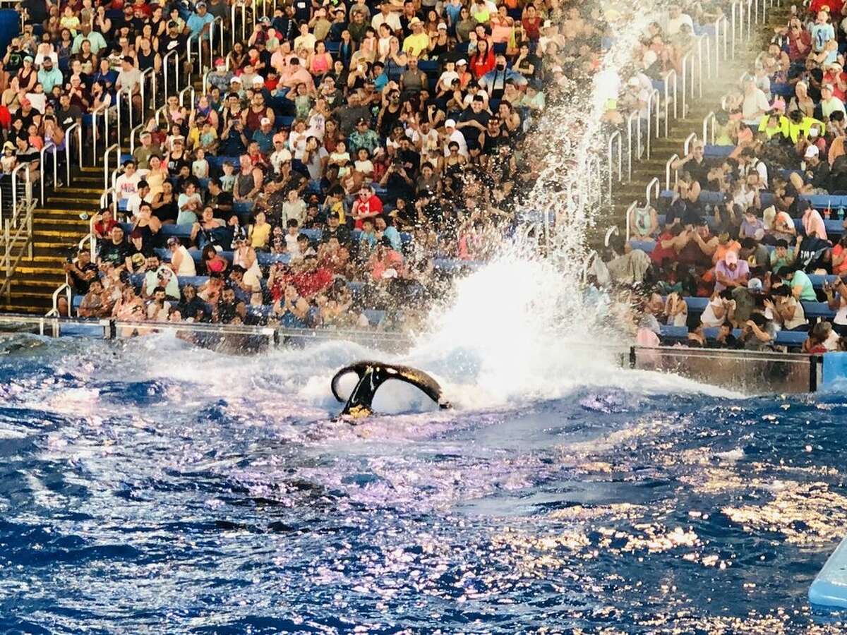An orca whale splashes the audience during Orca Encounter at SeaWorld San Antonio in San Antonio, Texas. The show is one of the park's signature attractions.