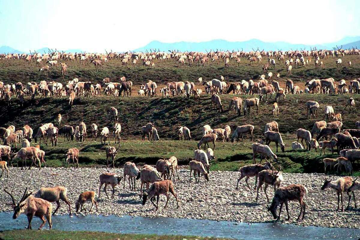 FILE - In this undated file photo provided by the U.S. Fish and Wildlife Service, caribou from the Porcupine caribou herd migrate onto the coastal plain of the Arctic National Wildlife Refuge in northeast Alaska.