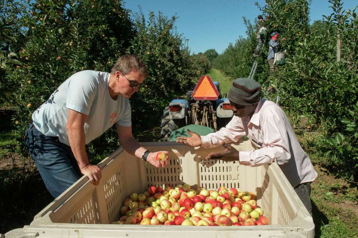 Doug Grout is seen talking with Jamaican seasonal worker Beres Young at an apple harvesting site at Golden Harvest Farms on Friday, Sept. 2, 2022 in Valatie, N.Y.