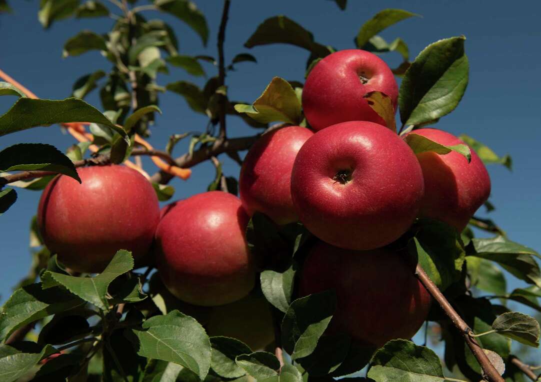 apple orchards