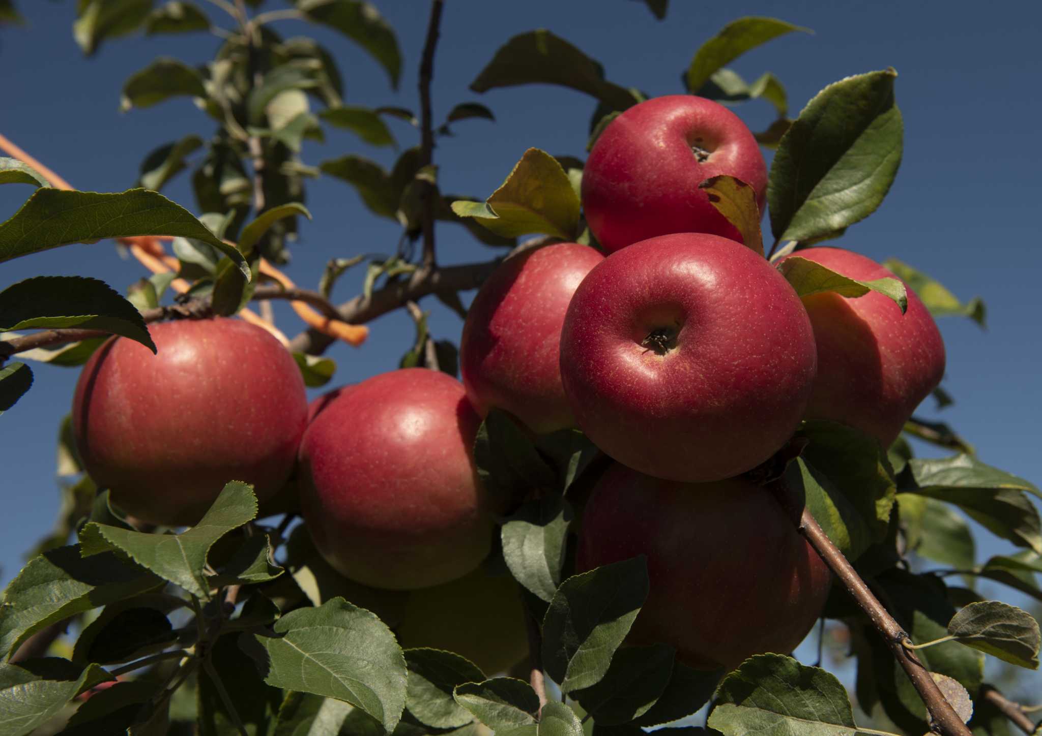 Apple harvest begins, orchards struggle with costs - Vimarsana News