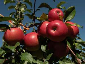 Your ultimate guide to apple picking