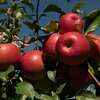 Apples are seen on a tree at Golden Harvest Farms on Friday, Sept. 2, 2022 in Valatie, N.Y.