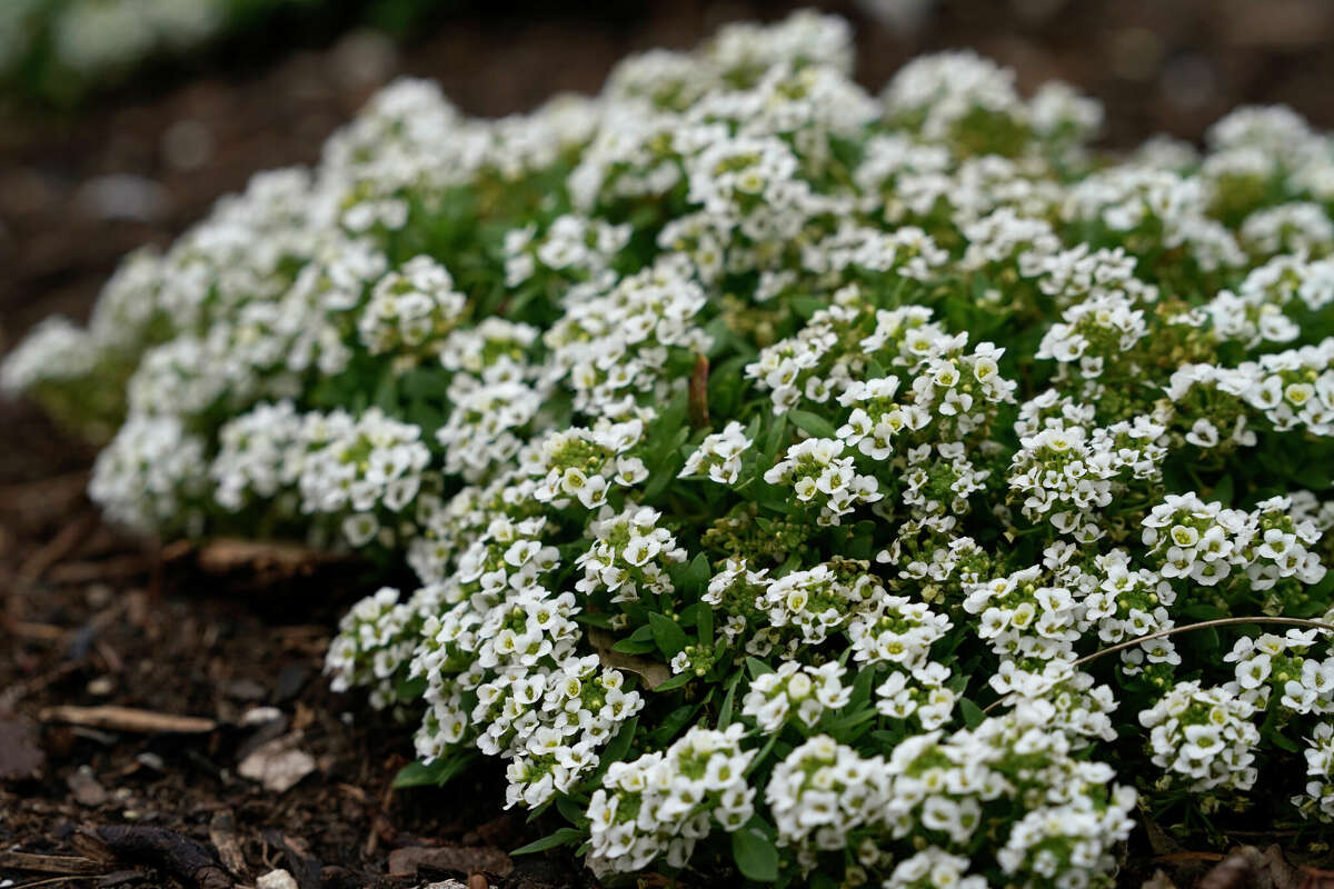 Fall plants at The Gardens include alyssum.