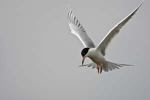 Forster's tern frequents Galveston waters to dive-bomb its dinner