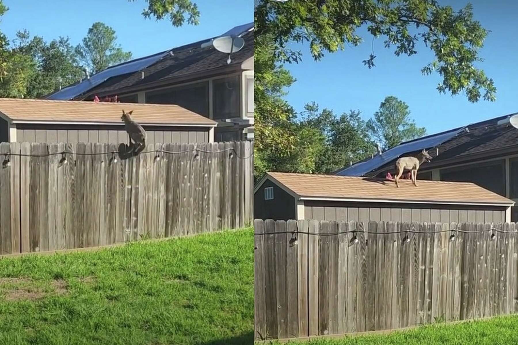 Can A Dog Jump A 6 Foot Fence