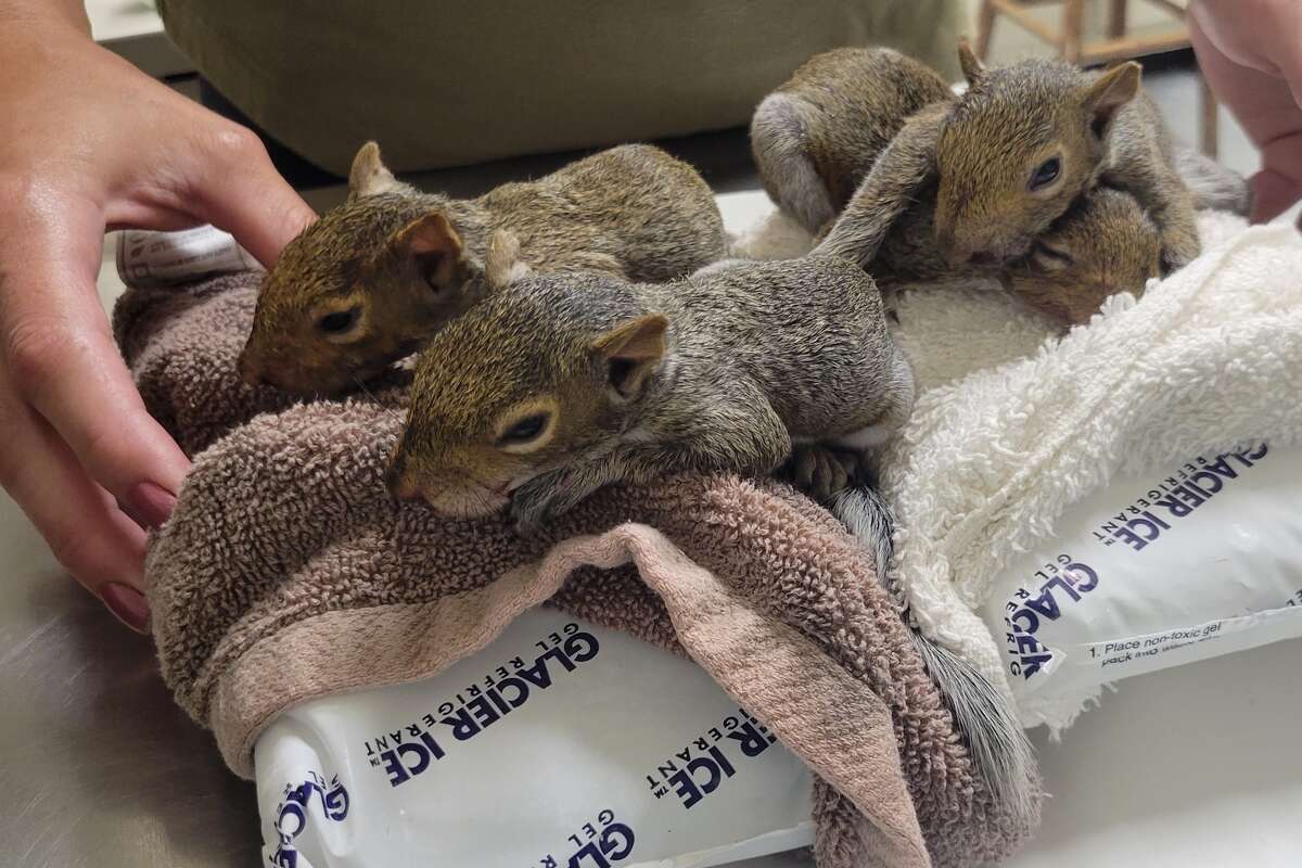 Squirrels cooling down.