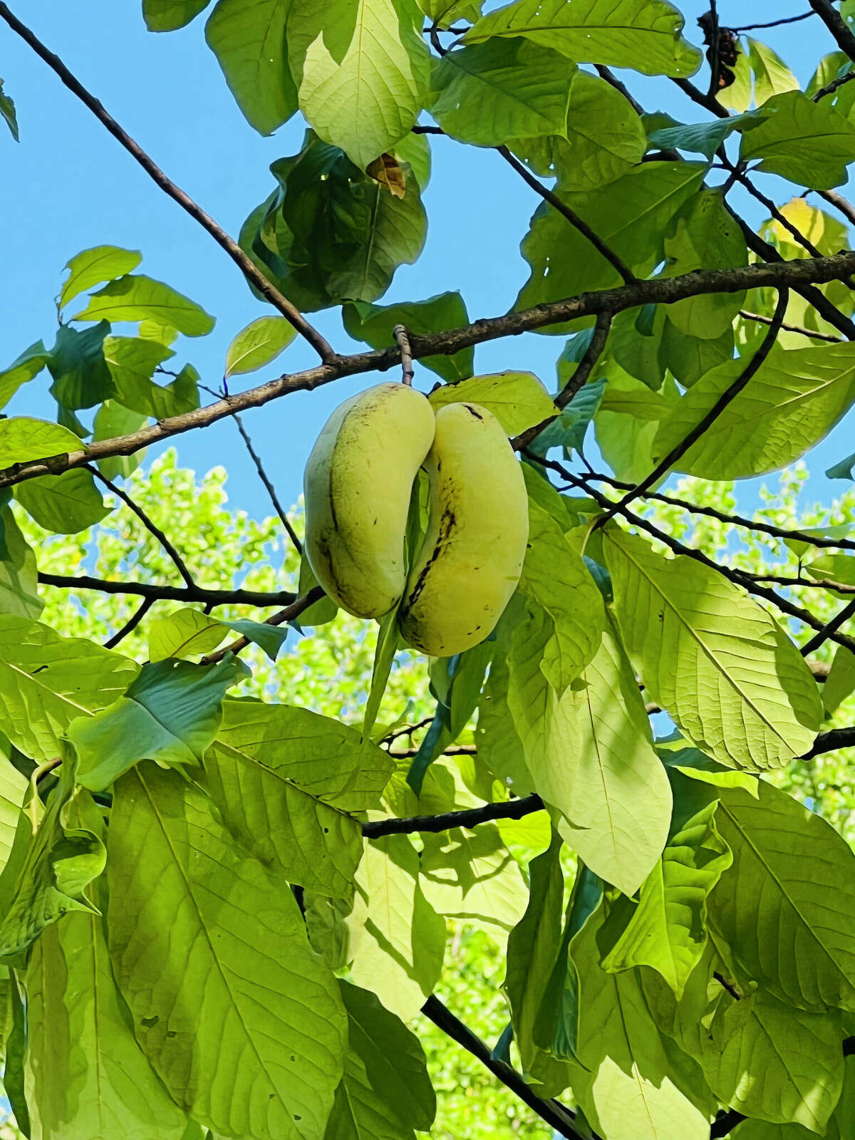 Pawpaw fruit still falling from their trees