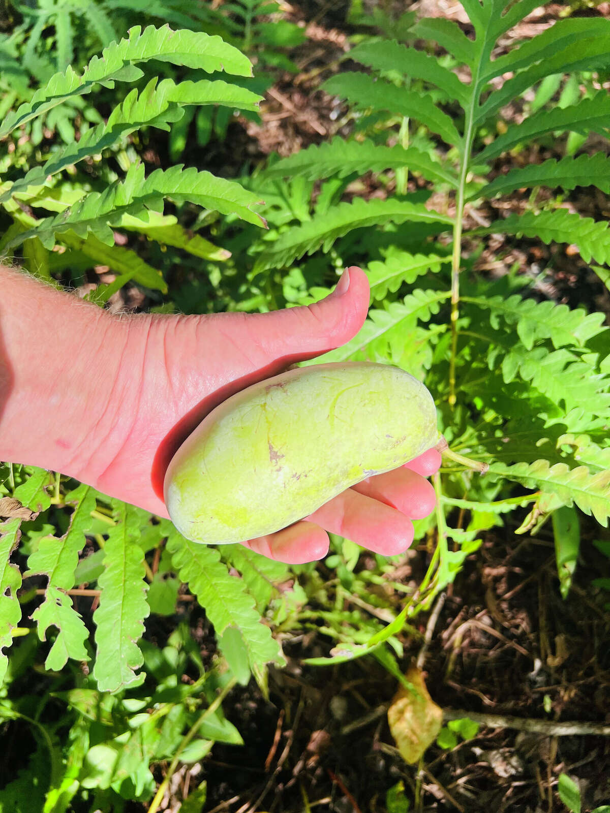 Pawpaw fruit still falling from their trees