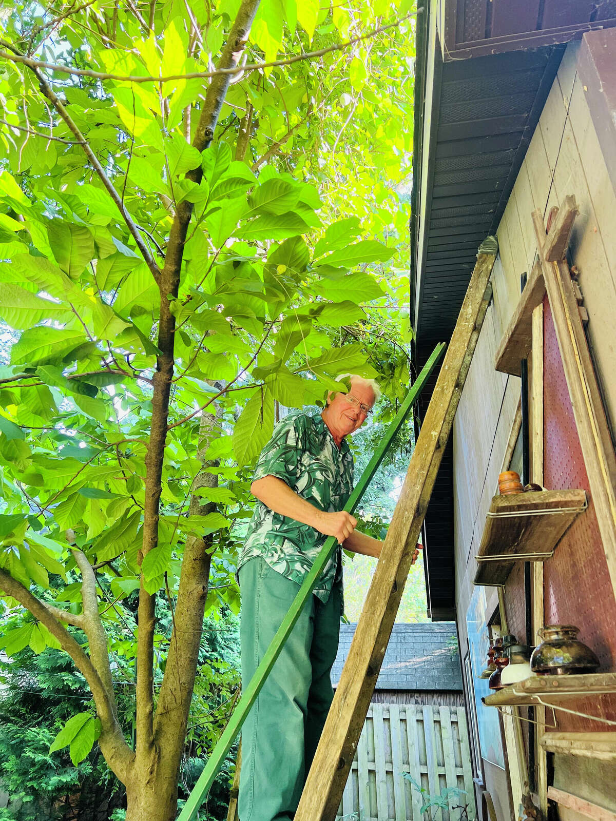 Gary Vondrasek, of Edwardsville, climbs a ladder to shake one of his pawpaw trees of its fruit, which is ripe and ready for harvest late August through mid September. There's about a week left to shake the trees.