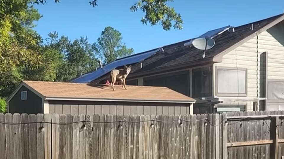 Fort Bend County Precinct 1 Constable Chad Norvell shared video showing a coyote scaling a fence and roof in a Pecan Grove, backyard. 