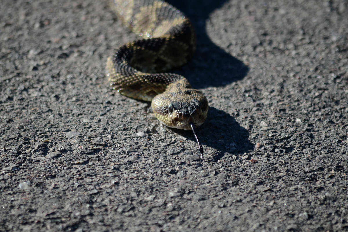 NWS Midland found a Western diamondback rattlesnake near their office, the most common rattlesnake species in Texas. 