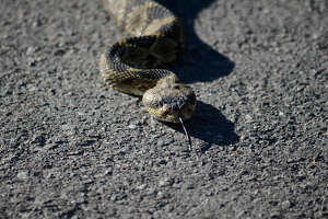 NWS Midland finds rattlesnake, reminds people to ‘stay vigilant’