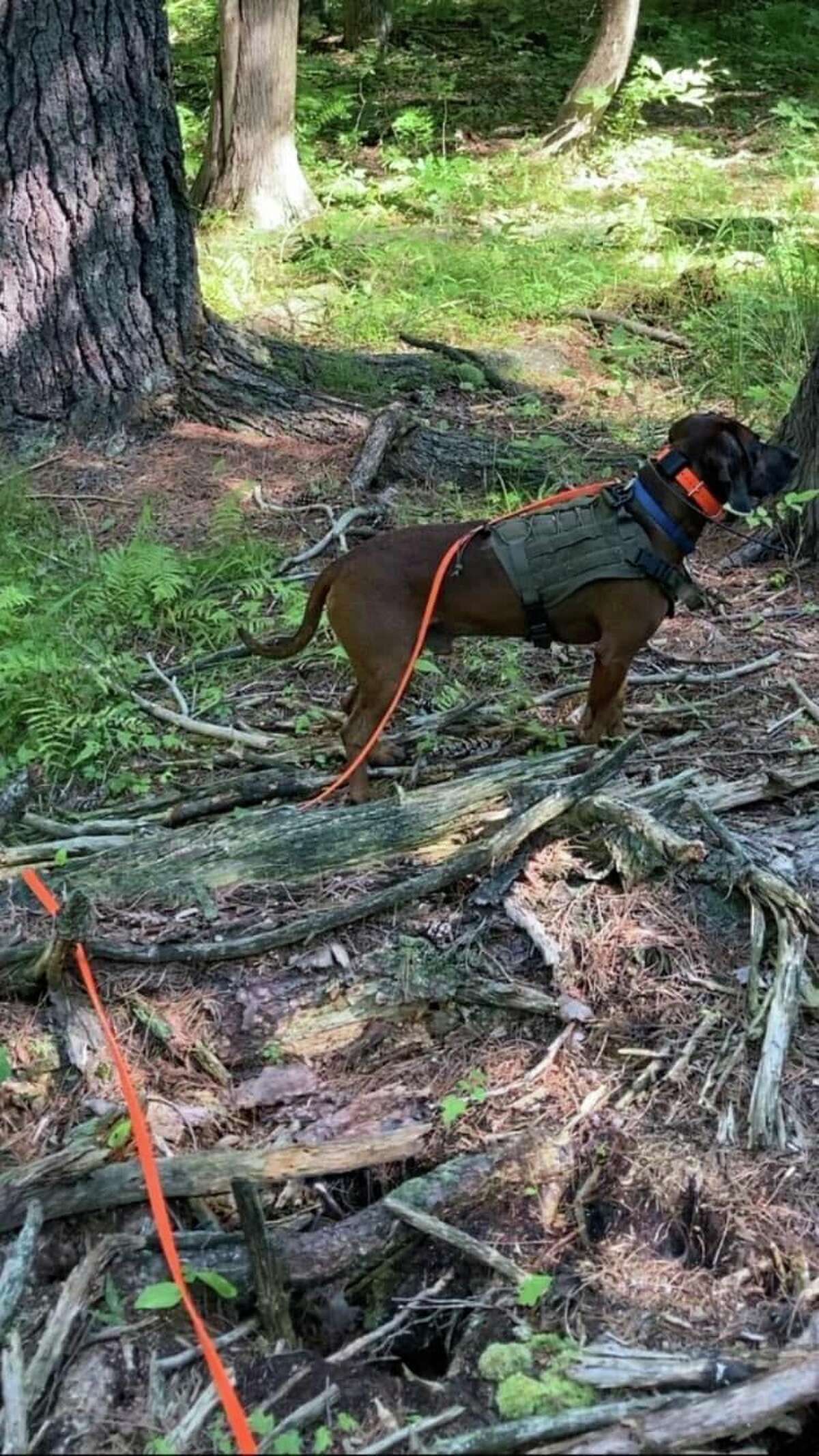 Ron Richter's dog, Bandit, a Bavarian Mountain Dog who is just over three years old, started tracking training in October 2020 when he was just one and a half years old. 