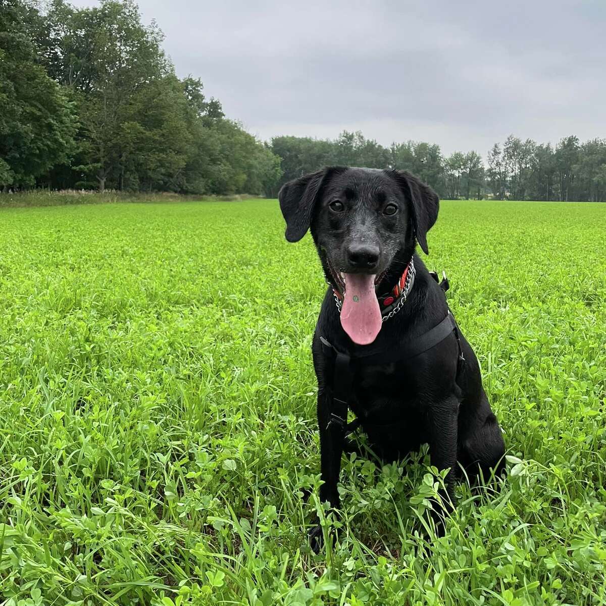 Caleb Evans' dog, Ruger, a one-year-old black Labrador retriever, was the perfect choice for their family and as a tracker to help Evans hunt. 