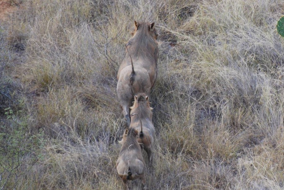 Viral TikTok claims warthogs are Texas's newest invasive species