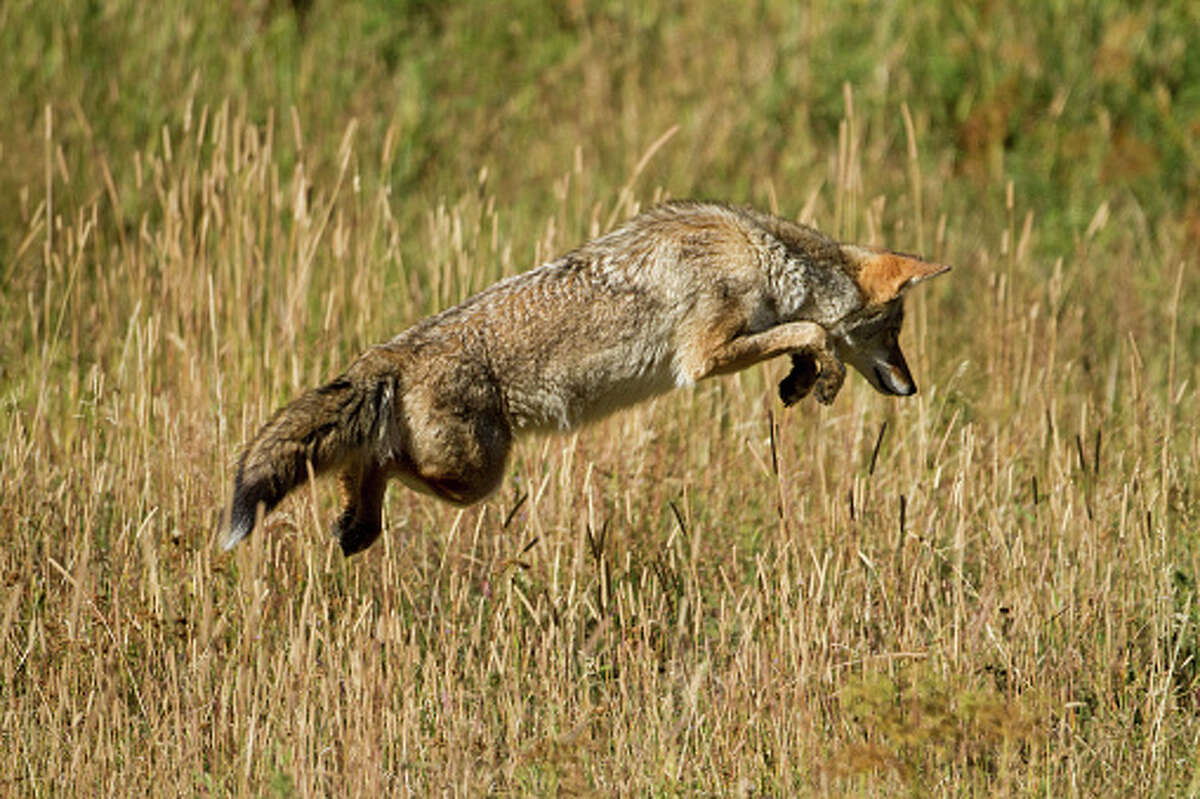 Coyote caught on surveillance camera jumping neighborhood fence with vigor near Houston. 