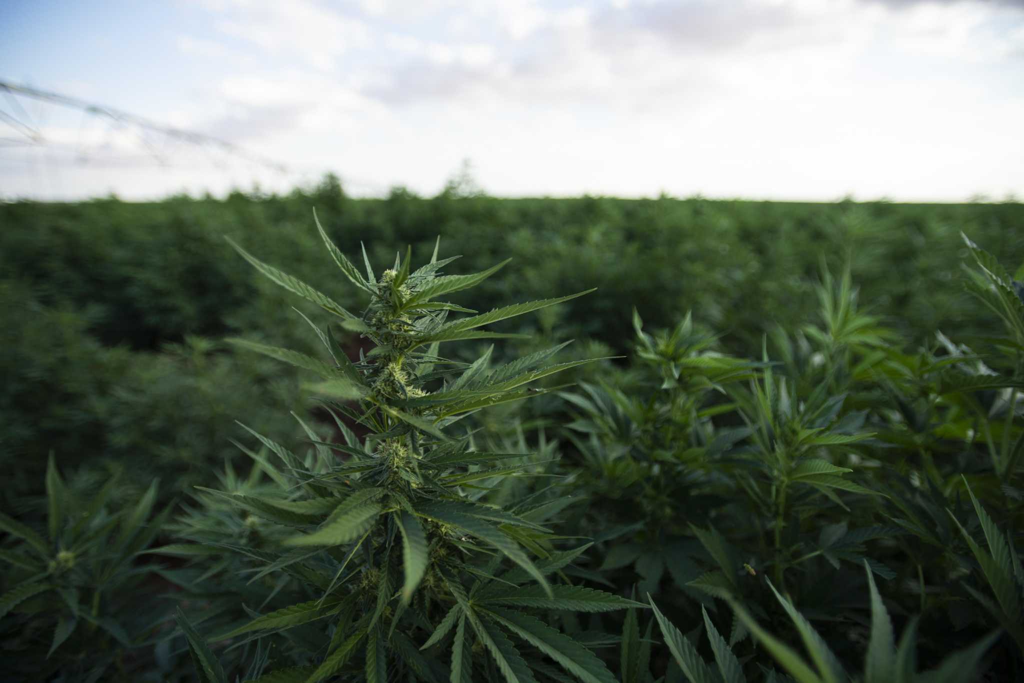 Opinion: Texas hemp ban bills go beyond closing loophole