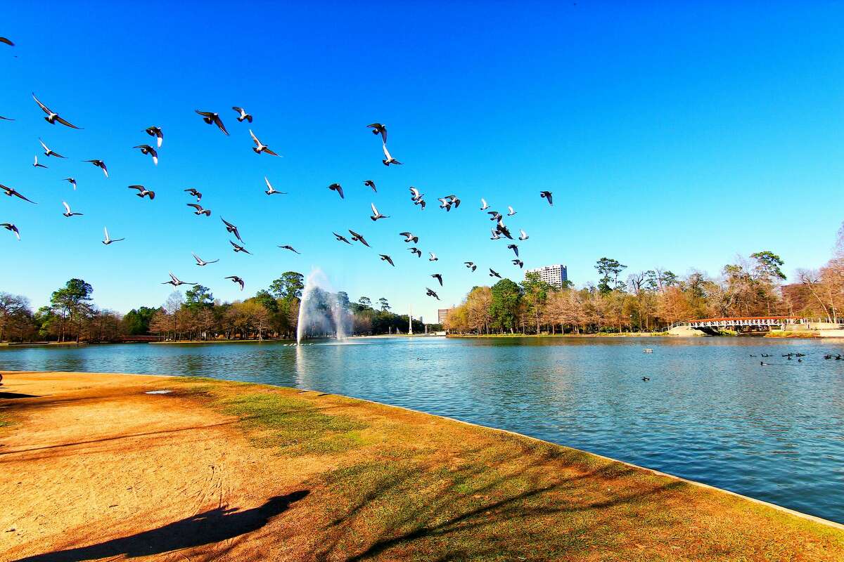 A beautiful view of McGovern Lake with geese.