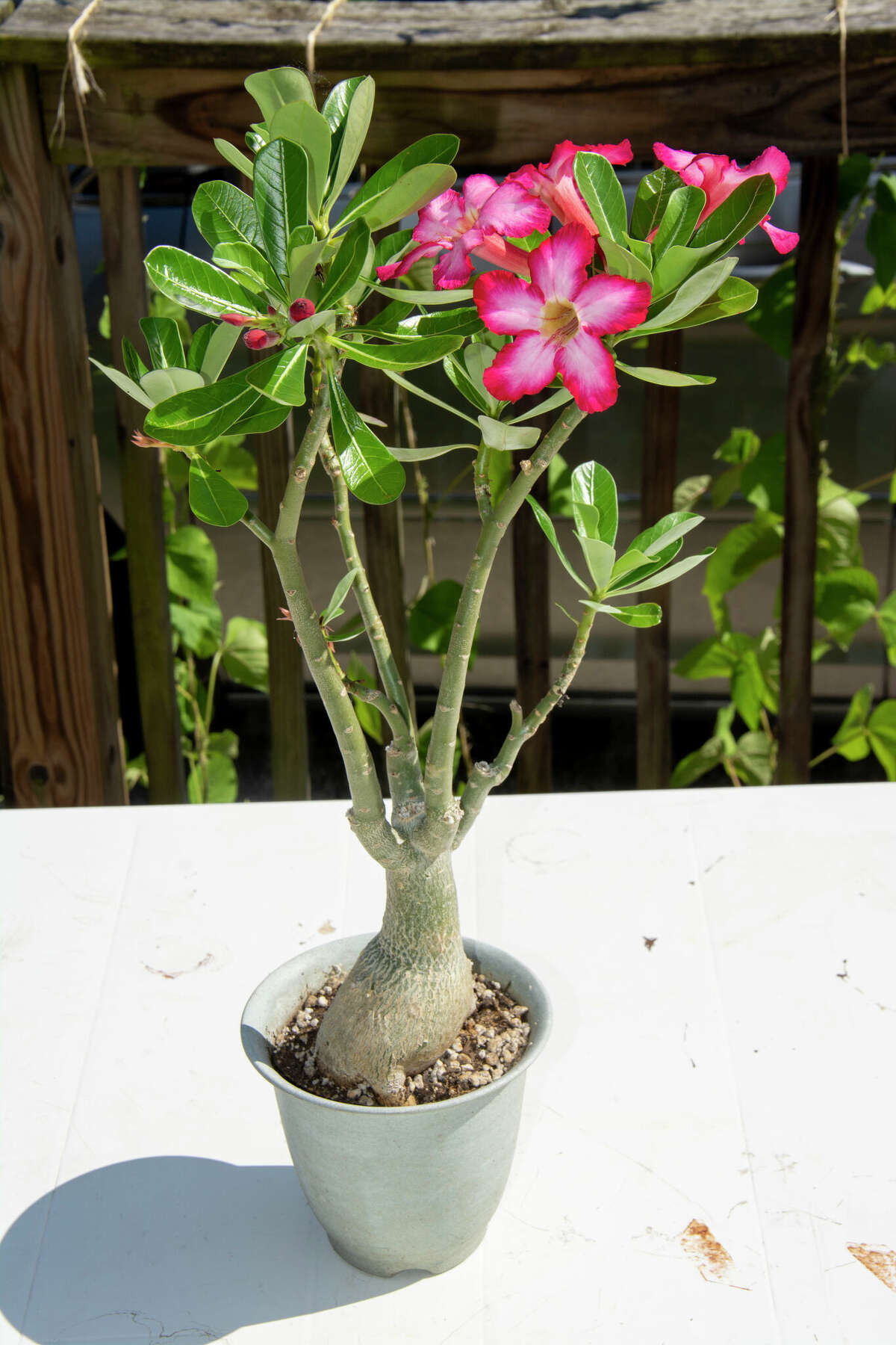 Desert rose plants (Adenium) will not survive outdoors in Illinois and will need to be brought indoors once temperatures begin to cool.