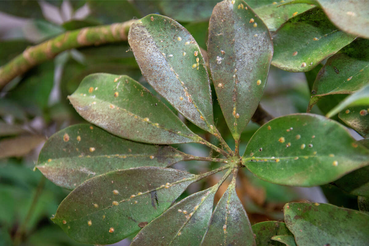 Make sure to inspect plants for the presence of pests like scale. Scale insects and sooty mold on the leaf of a Schefflera plant. 