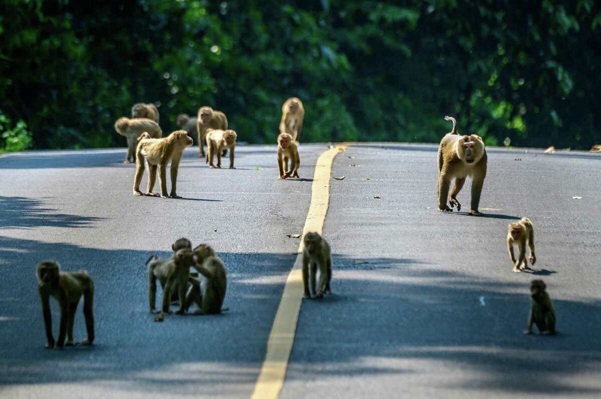 Northern pig-tailed macaques cross a road in Khao Yai National Park, about 80 miles north of Bangkok, on March 23, 2021. (Mladen Antonov/ AFP/Getty Images/TNS)