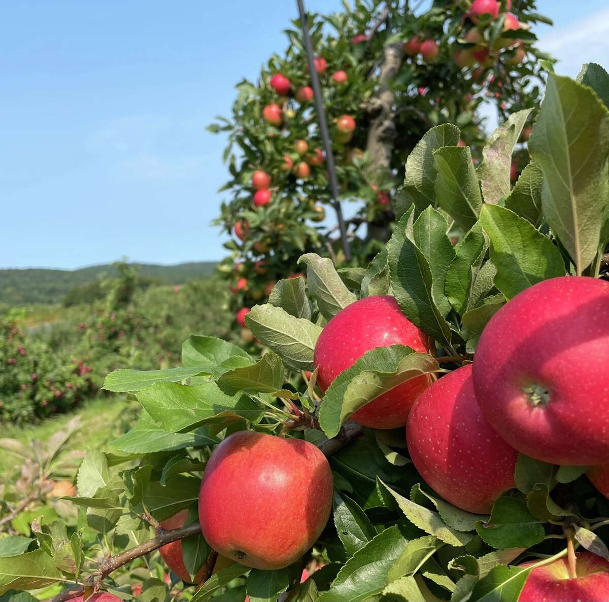 CT orchard named one of the best apple picking farms in the U.S.