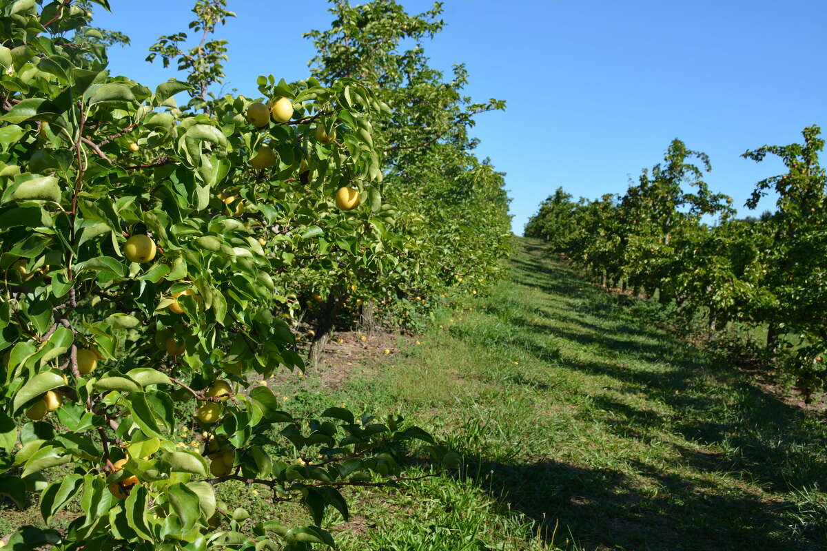Owners of Lyman Orchards in Middlefield, CT are expecting a successful apple picking season following a dry summer. 