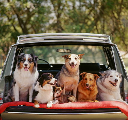 Complaints prompt South Jacksonville to look at limits on number of household pets - Vimarsana News