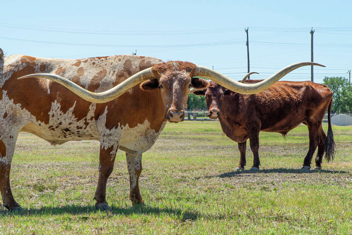 Alamo and Buck are the first two longhorns to find a home at the Bovine Education Center.