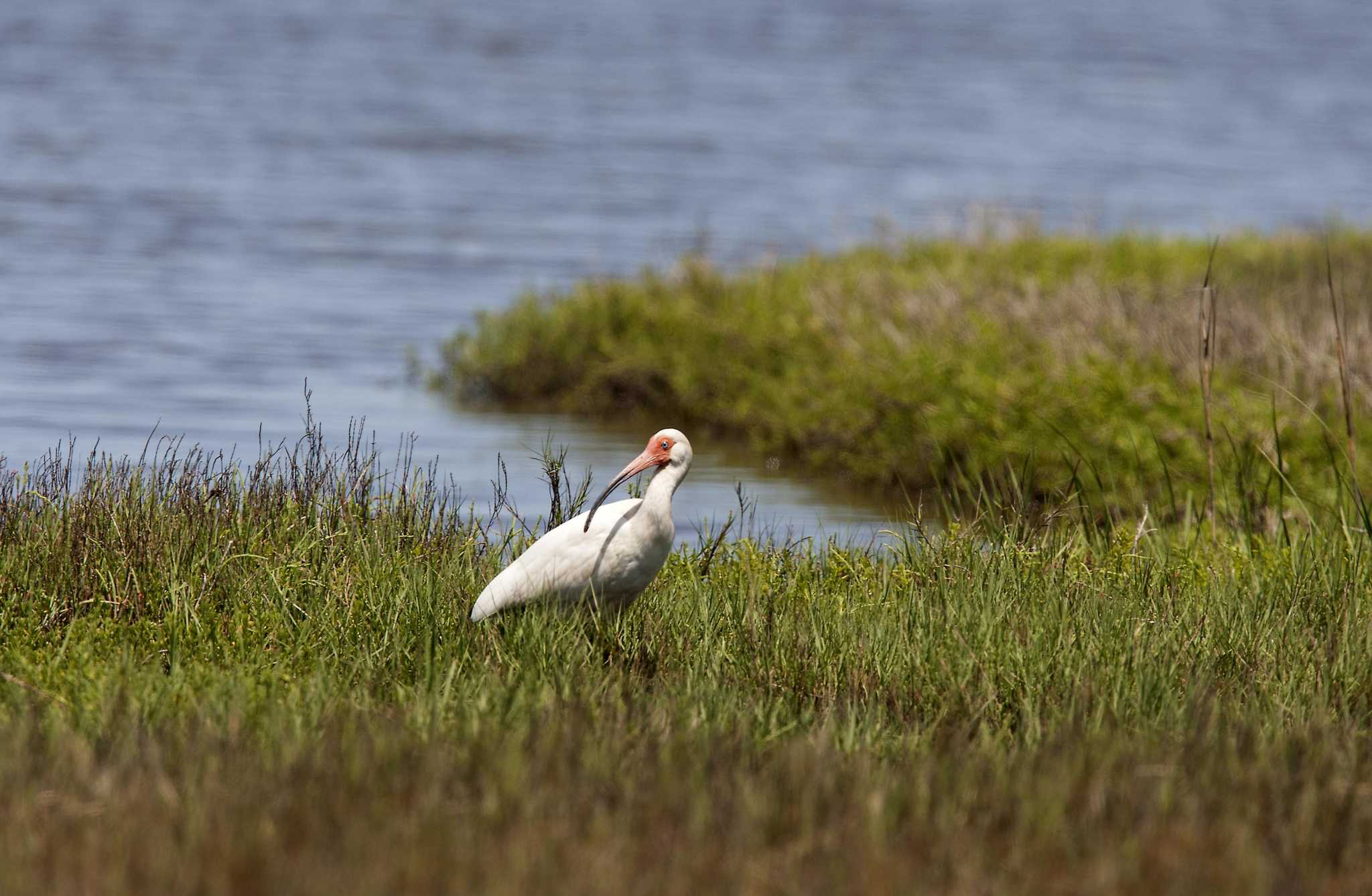 New Jersey Wild Animals Lookout: Sunning Wildlife in The Garden State