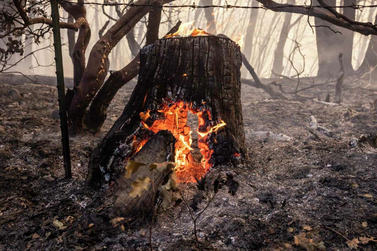 在未合并的普莱塞县，密歇根州布拉夫附近的蚊子大火期间，火焰从燃烧的树桩中升起。