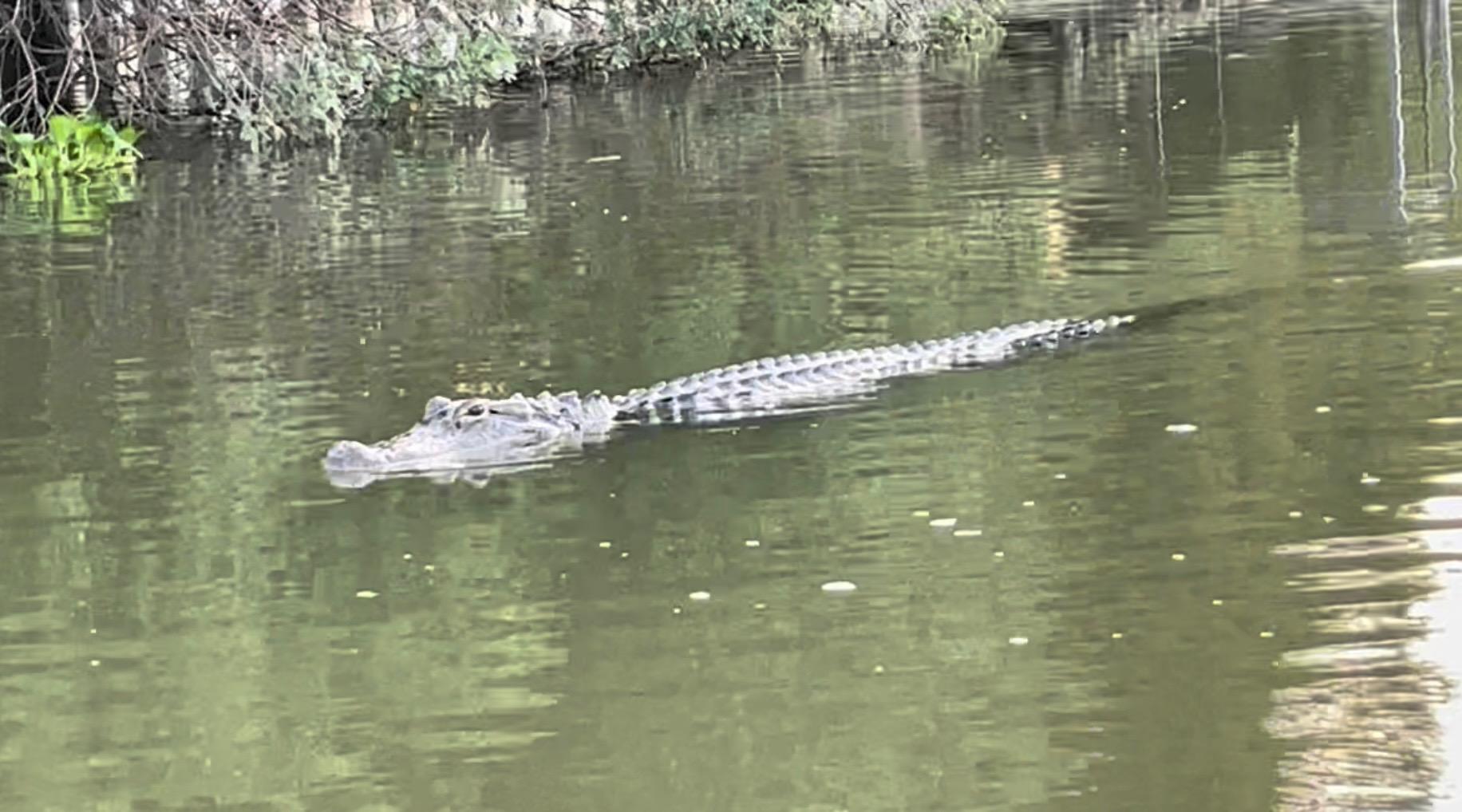 Alligator attacks on the rise in Texas community - Vimarsana News