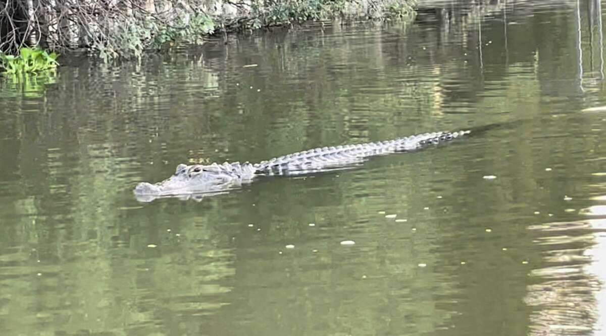 Sugar Land alligator attacks what to know
