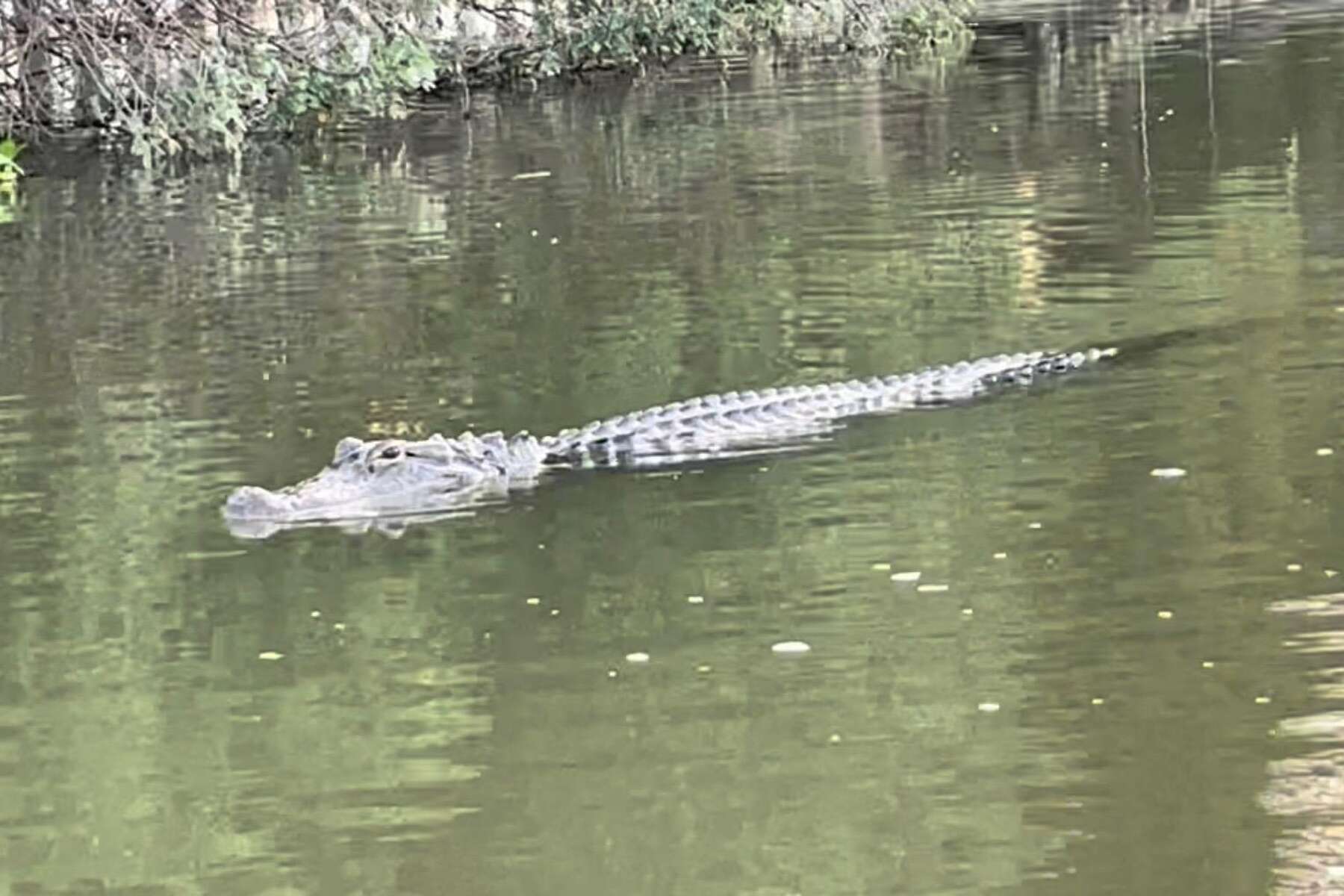 Sugar Land alligator attacks: what to know