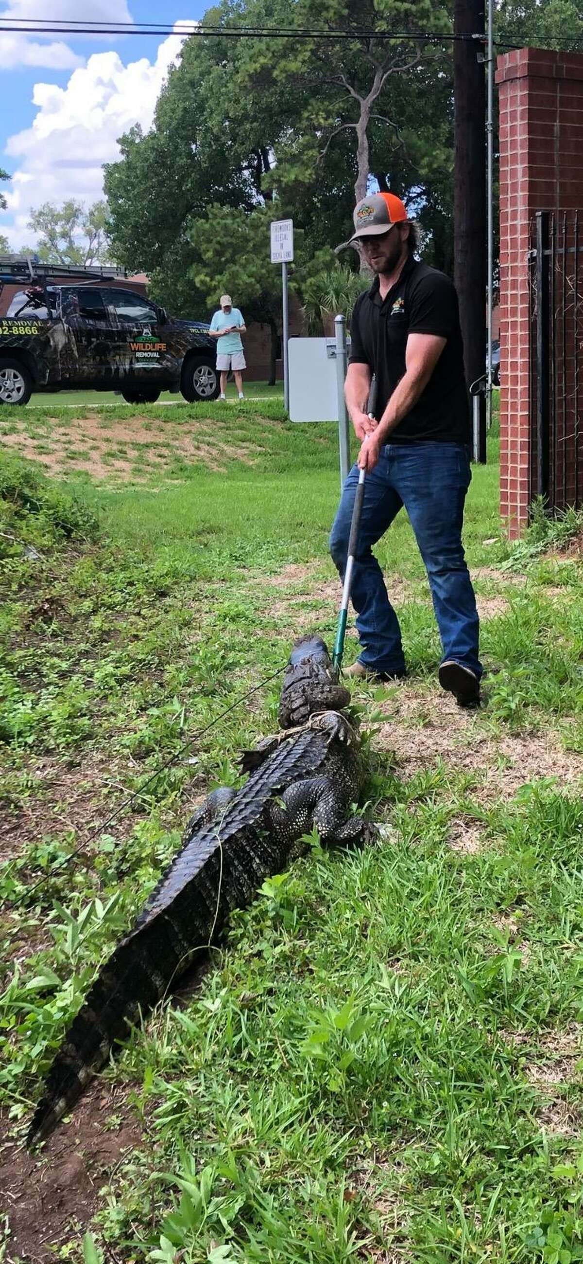 First Colony's Homeowners Association hired a trapper who caught and relocated an alligator they believe attacked a rower's boat.