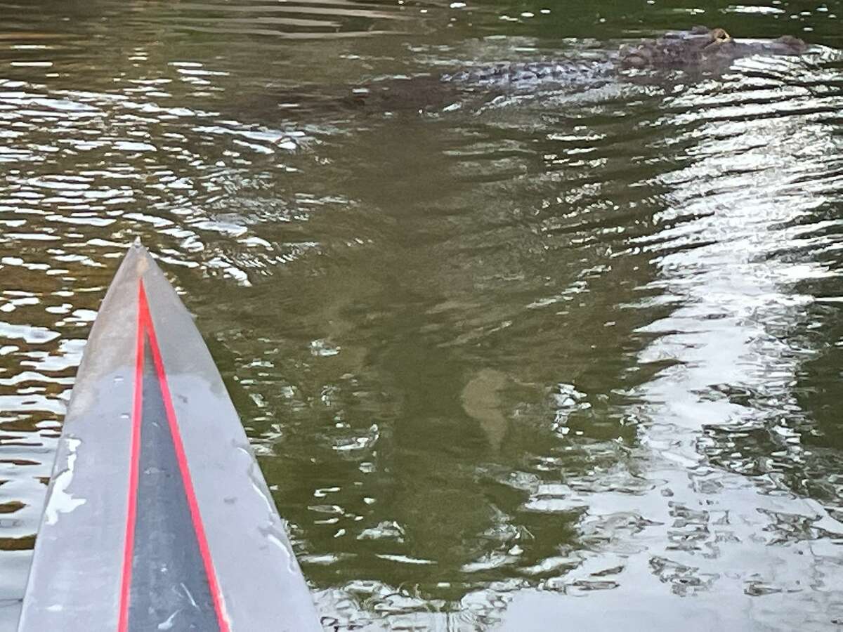 Two weeks ago, rower Eugene Janssen said his boat was attacked by an aggressive alligator in Oyster Creek. He frequently sees them while rowing, but had never been attacked before.